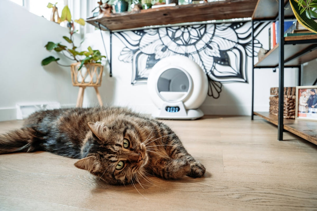 Your Complete Guide to the PurrTek Self-Cleaning Litter Box