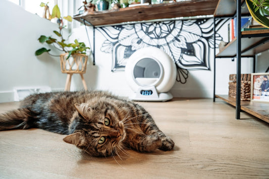 Your Complete Guide to the PurrTek Self-Cleaning Litter Box