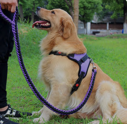 How to Keep Your Dog Out of the Litter Box